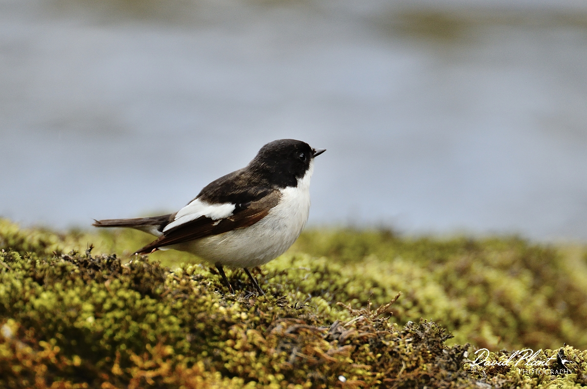 David Plant Photography - Wildlife Photography - Pied flycatcher - E.jpg - Pied flychatcher, male on mossy rock - Gwynedd