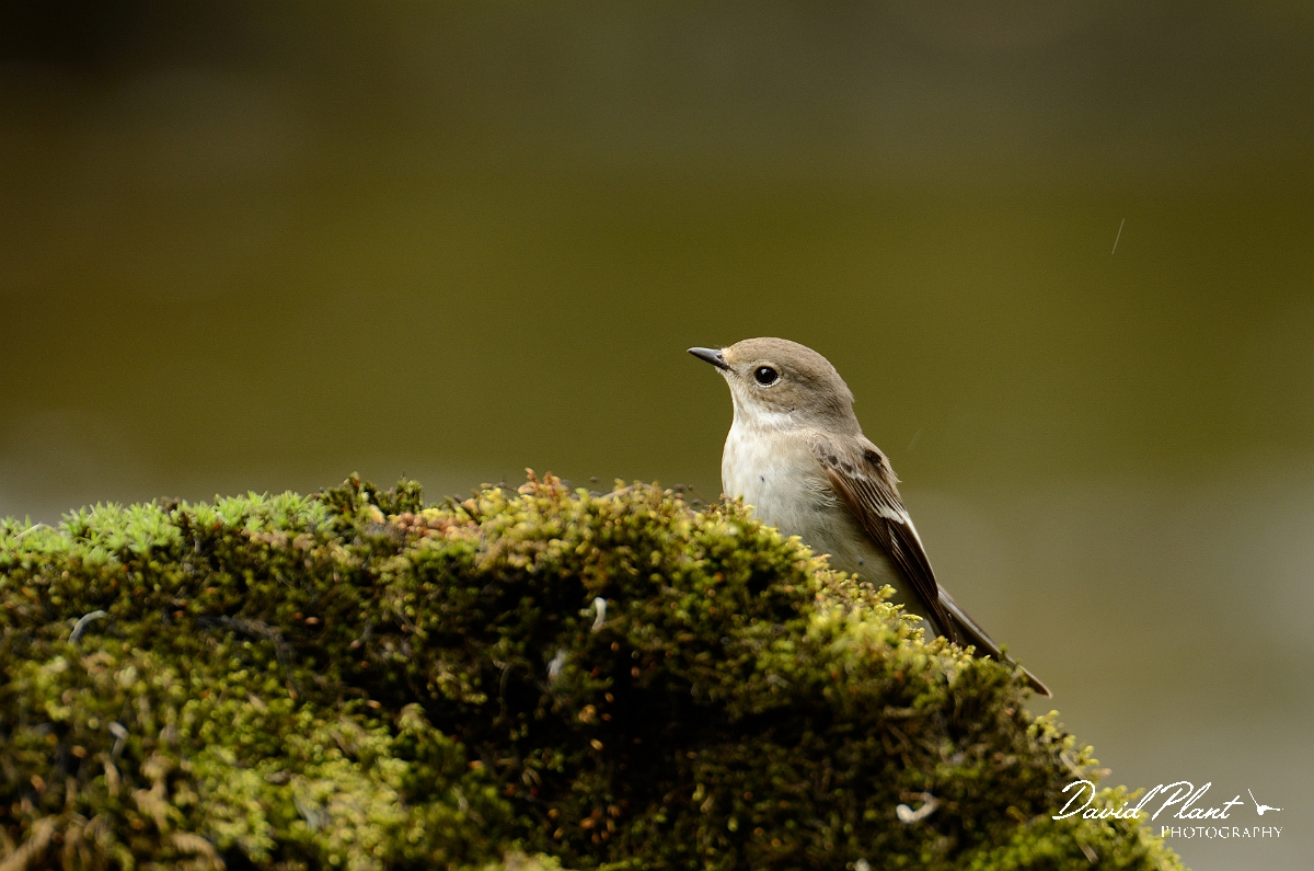 David Plant Photography - Wildlife Photography - Pied flycatcher - F.jpg - Pied flychatcher, female on mossy rock - Gwynedd