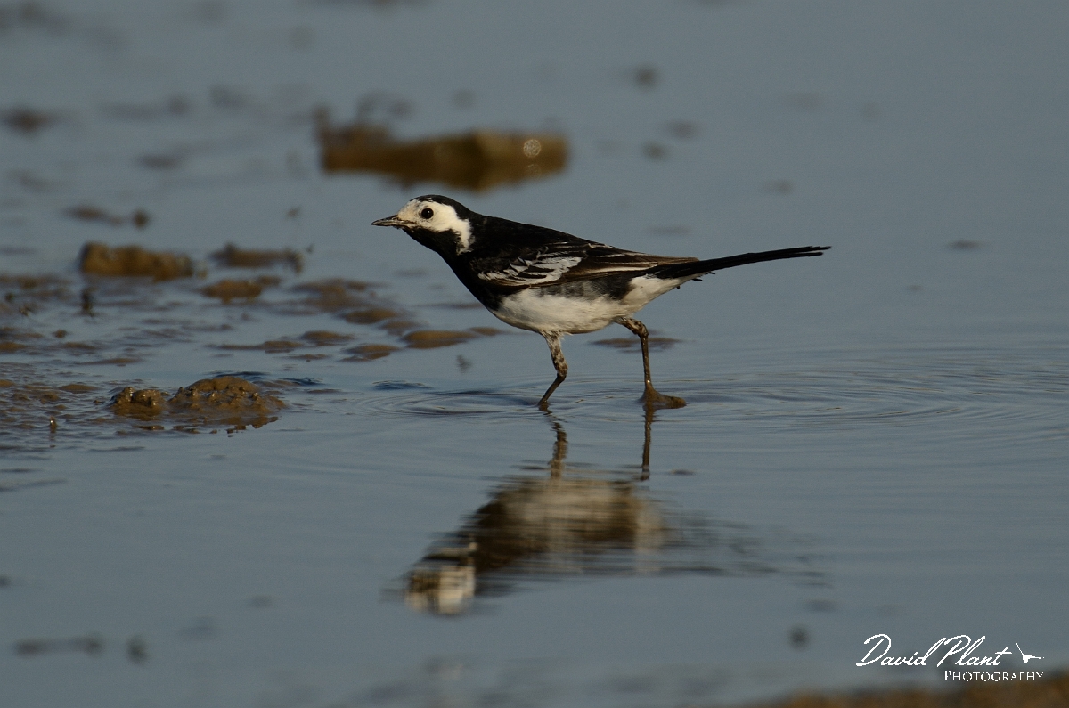 David Plant Photography - Wildlife Photography - Pied wagtail - A.jpg - Pied wagtail chasing flies - Norfolk