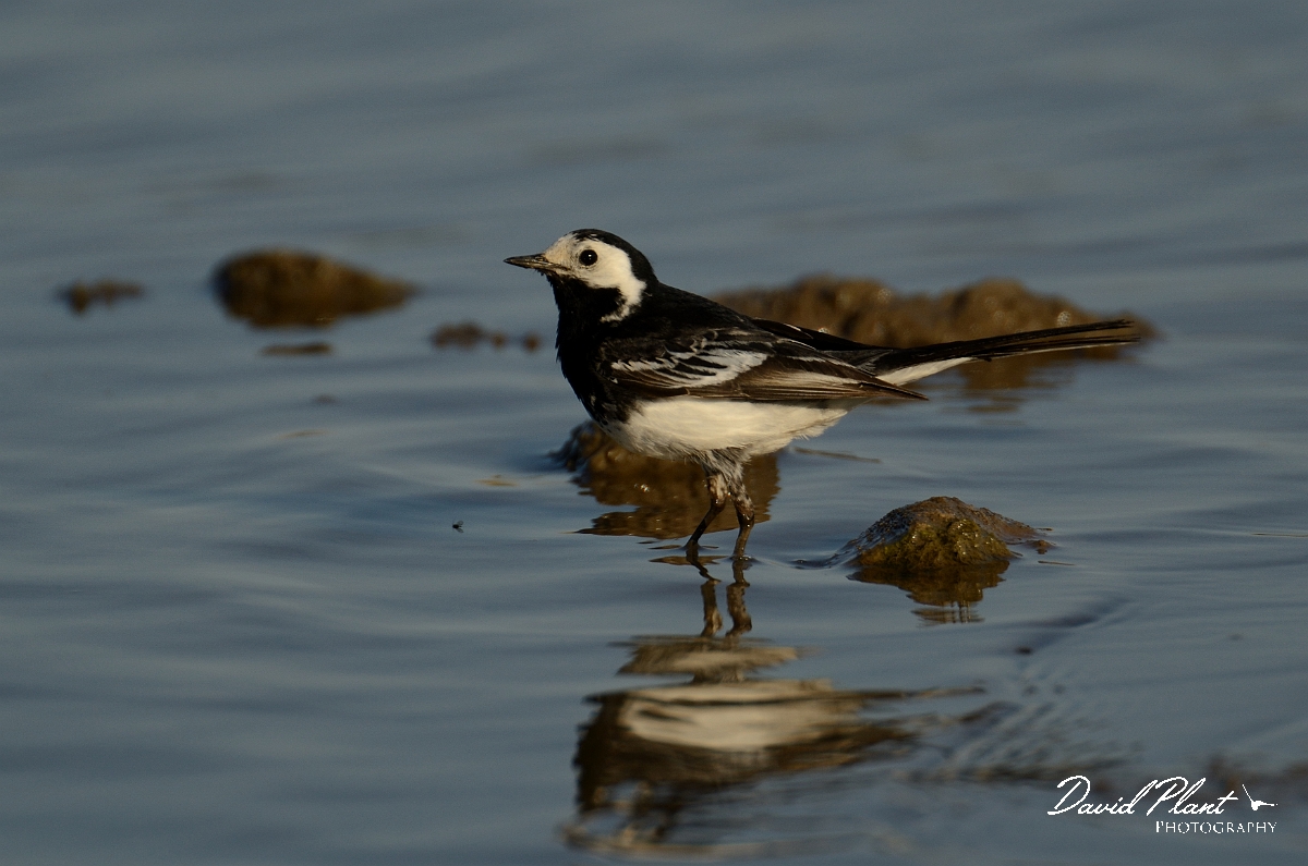 David Plant Photography - Wildlife Photography - Pied wagtail - B.jpg - Pied wagtail - Norfolk