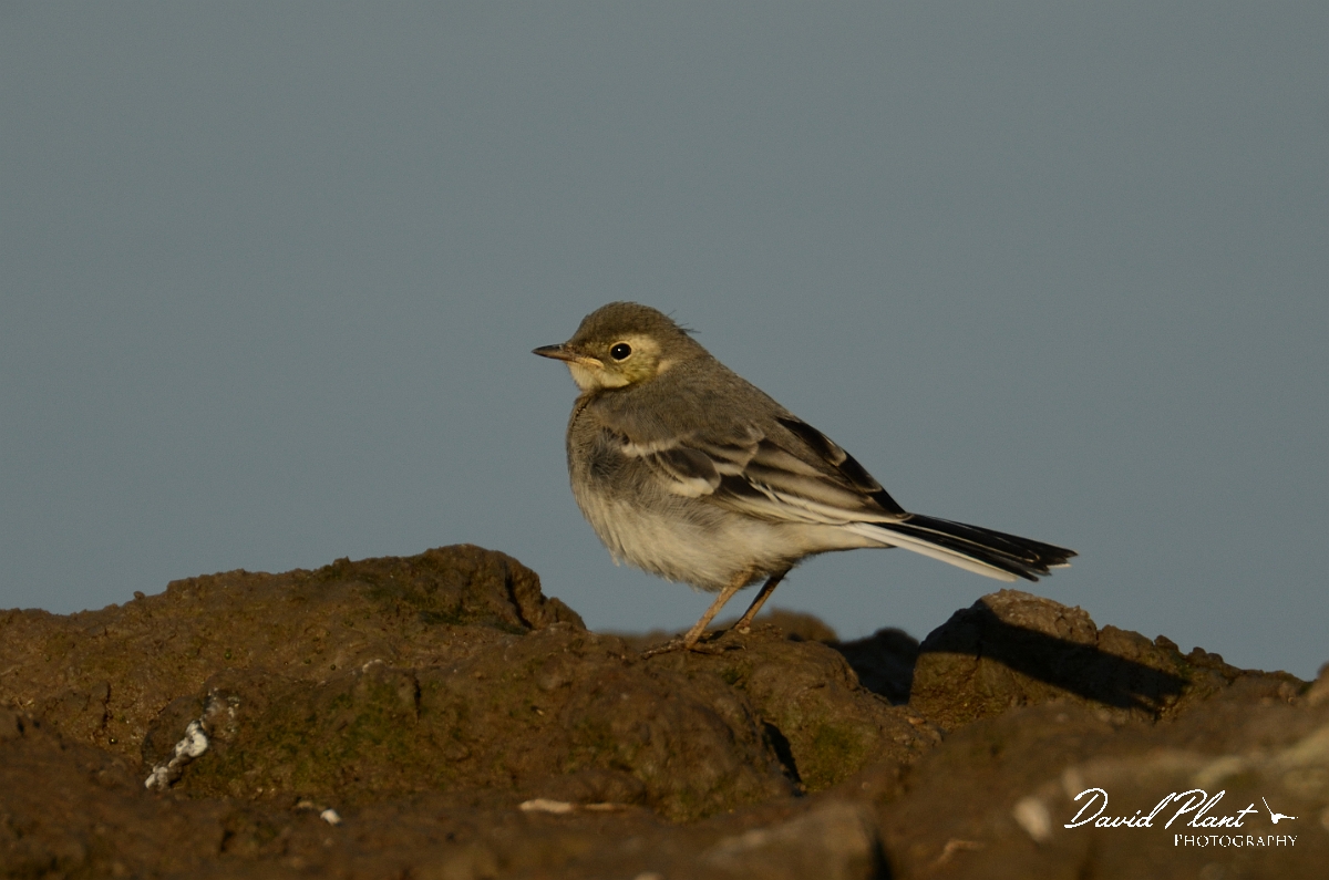 David Plant Photography - Wildlife Photography - Pied wagtail - C.jpg - Pied wagtail juvenile - Norfolk