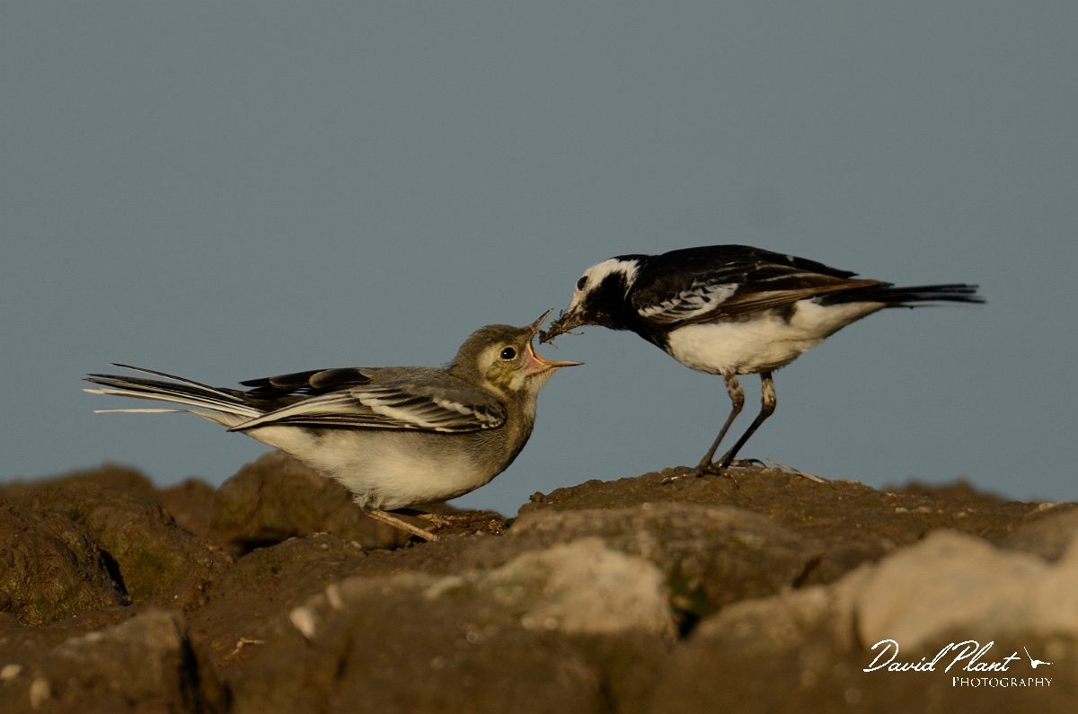 David Plant Photography - Wildlife Photography - Pied wagtail - D.jpg - Pied wagtail adult feeding juvenile - Norfolk