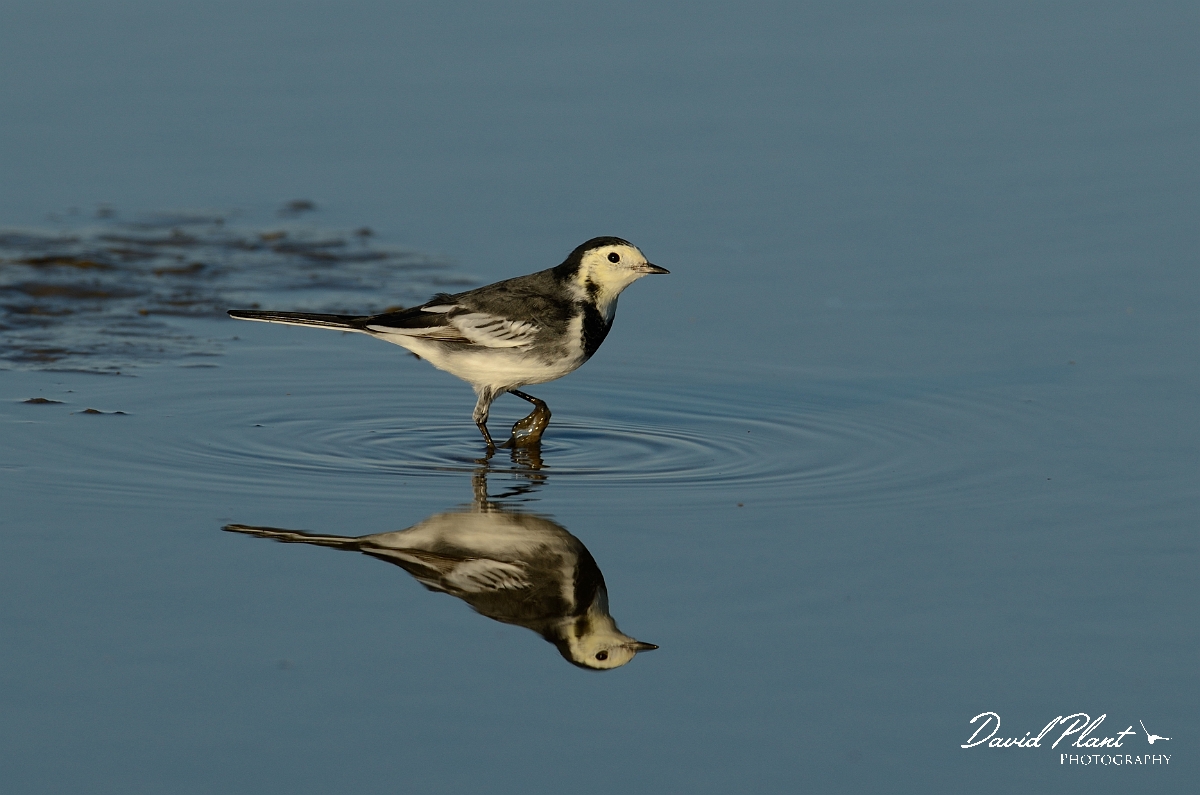 David Plant Photography - Wildlife Photography - Pied wagtail - F.jpg - Pied wagtail and reflection - Norfolk