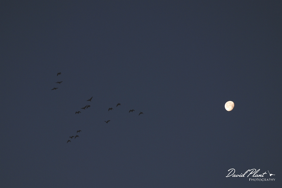 David Plant Photography - Wildlife Photographer - Pink-footed geese at dawn - M.jpg - Pink-footed geese flying at dawn under the moon - Norfolk