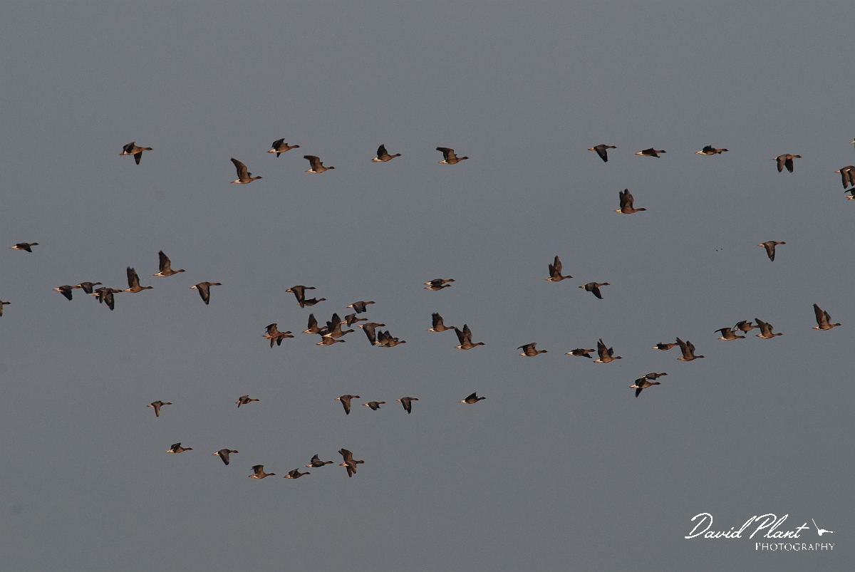 David Plant Photography - Wildlife Photographer - Pink-footed geese flock - B.JPG - Pink-footed geese flock - Norfolk