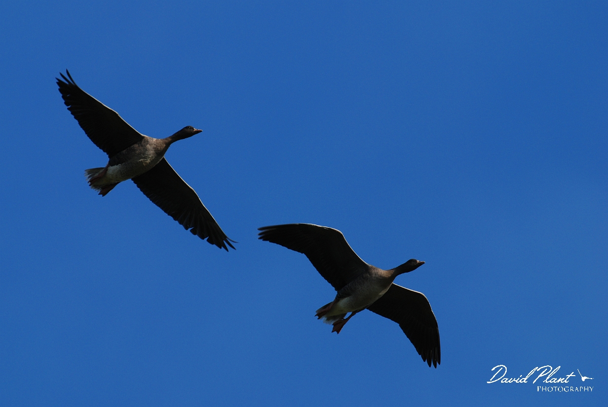 David Plant Photography - Wildlife Photographer - Pink-footed geese pair flying - I.jpg - Pink-footed goose pair flying - Norfolk