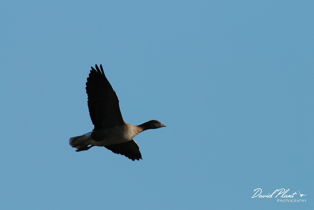 David Plant Photography - Wildlife Photographer - Pink-footed goose flying - D.jpg - Pink-footed goose flying - Norfolk