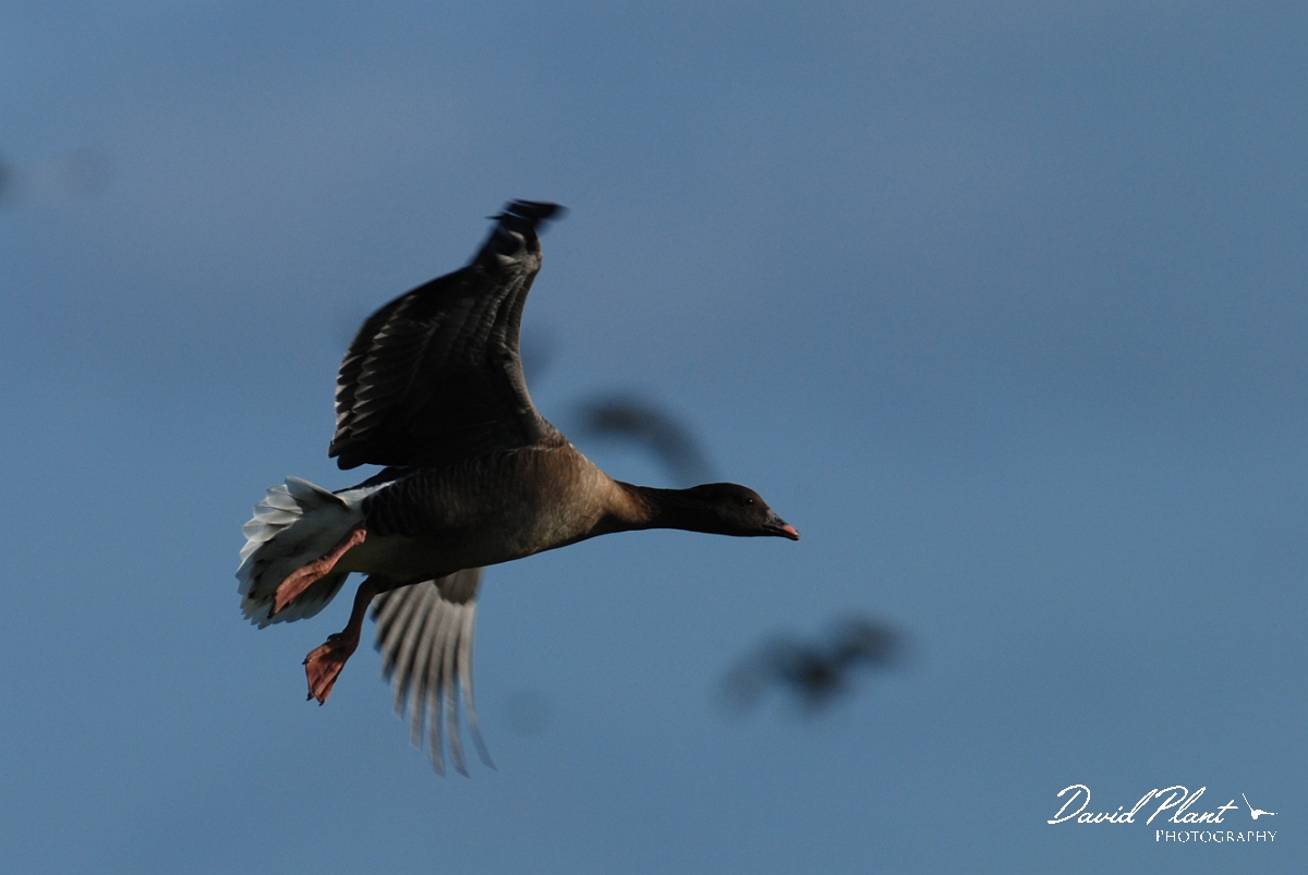 David Plant Photography - Wildlife Photographer - Pink-footed goose flying - H.jpg - Pink-footed goose flying - Norfolk
