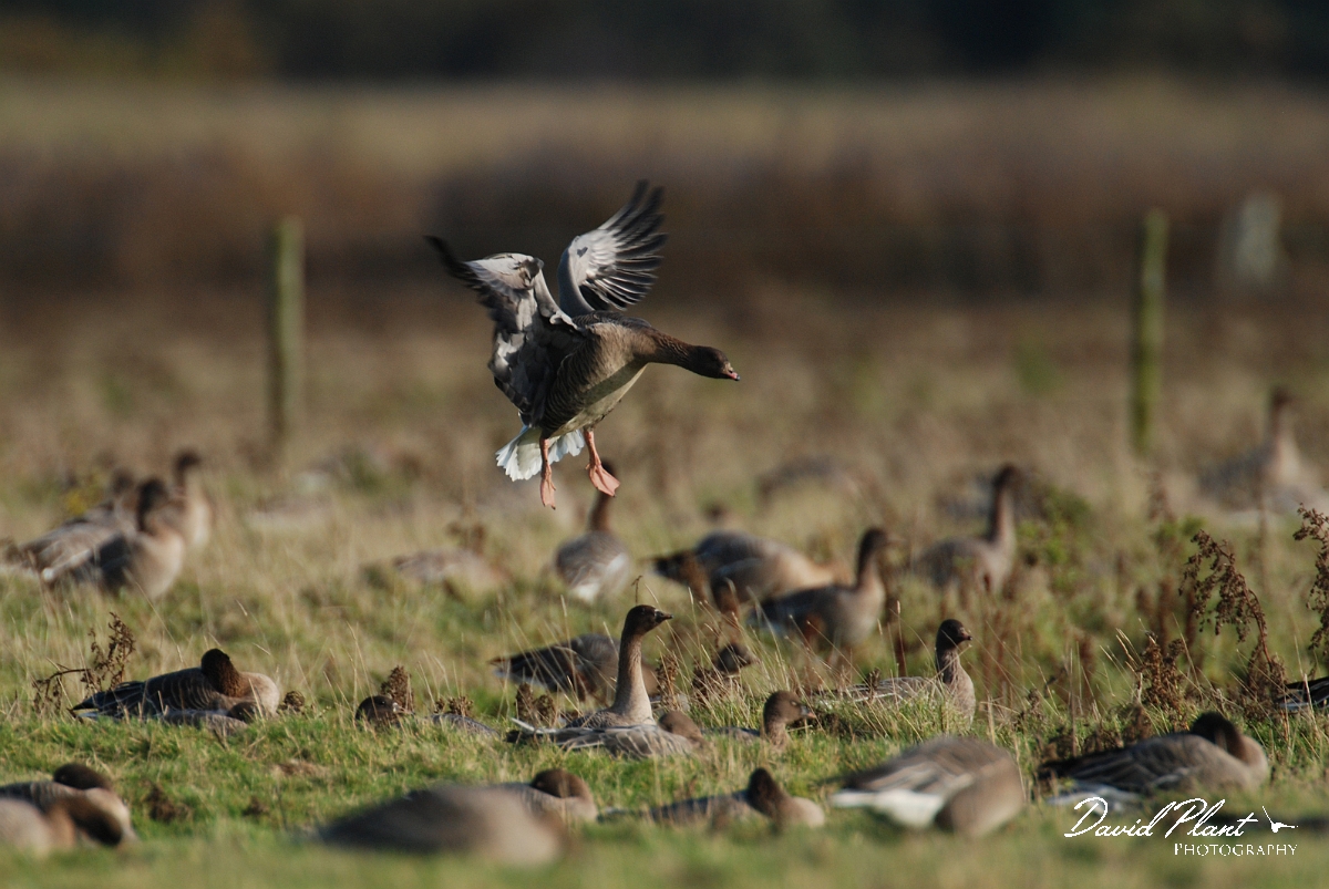 David Plant Photography - Wildlife Photographer - Pink-footed goose landing - K.jpg - Pink-footed goose landing - Norfolk