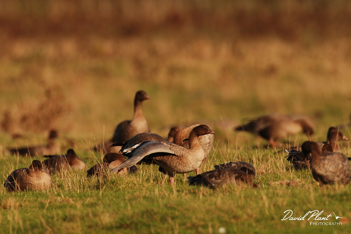 David Plant Photography - Wildlife Photographer - Pink-footed goose stretching - L.jpg - Pink-footed goose stretching - Norfolk