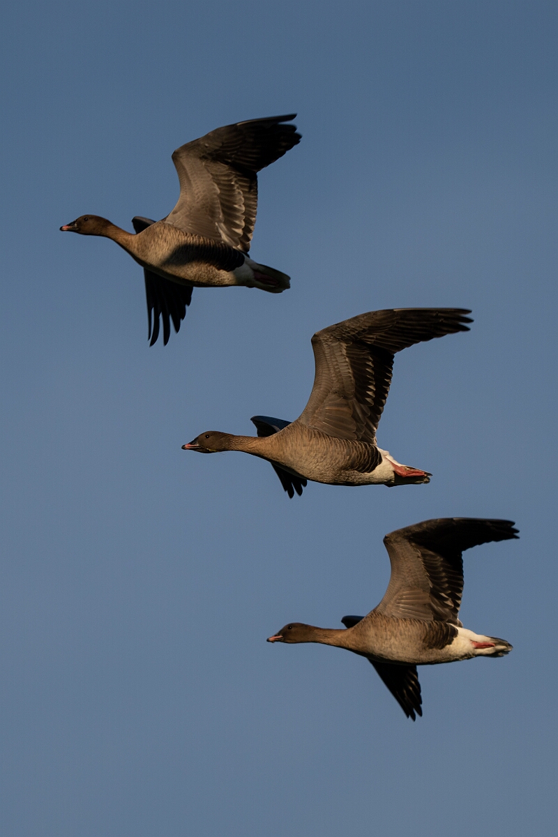 David Plant Photography - Wildlife Photography - Pink-footed goose - AA.jpg - Pink-footed goose - Norfolk