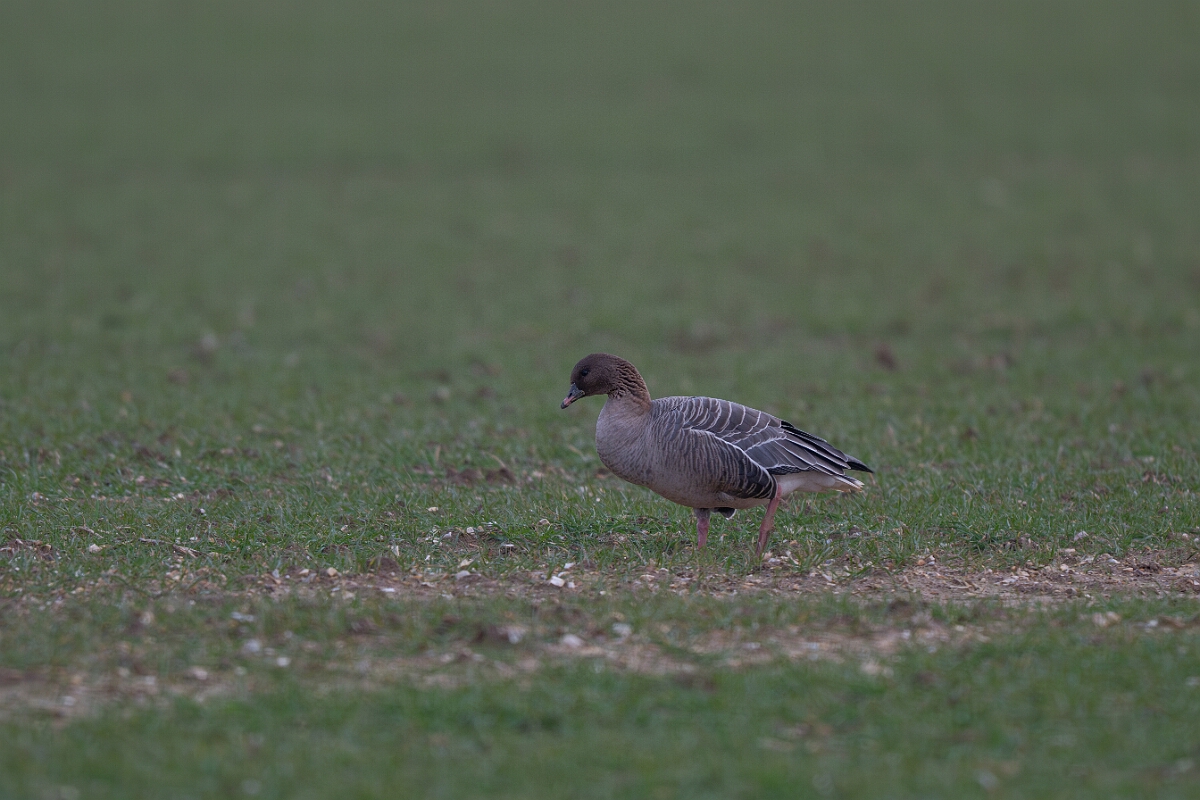 David Plant Photography - Wildlife Photography - Pink-footed goose - AB.jpg - Pink-footed goose - Norfolk