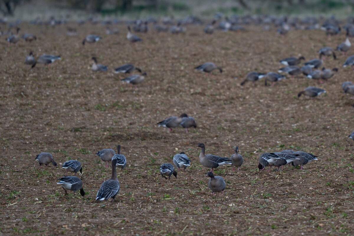 David Plant Photography - Wildlife Photography - Pink-footed goose - AC.jpg - Pink-footed goose flock - Norfolk