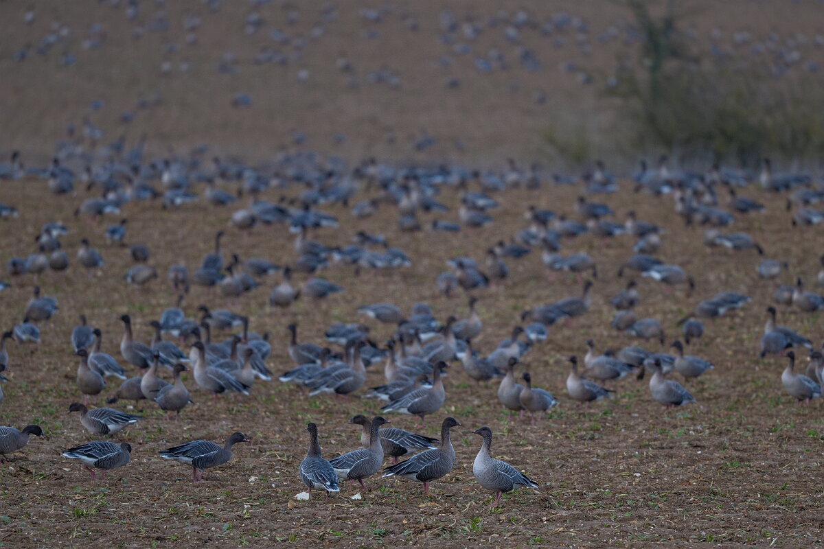 David Plant Photography - Wildlife Photography - Pink-footed goose - AD.jpg - Pink-footed goose flock - Norfolk