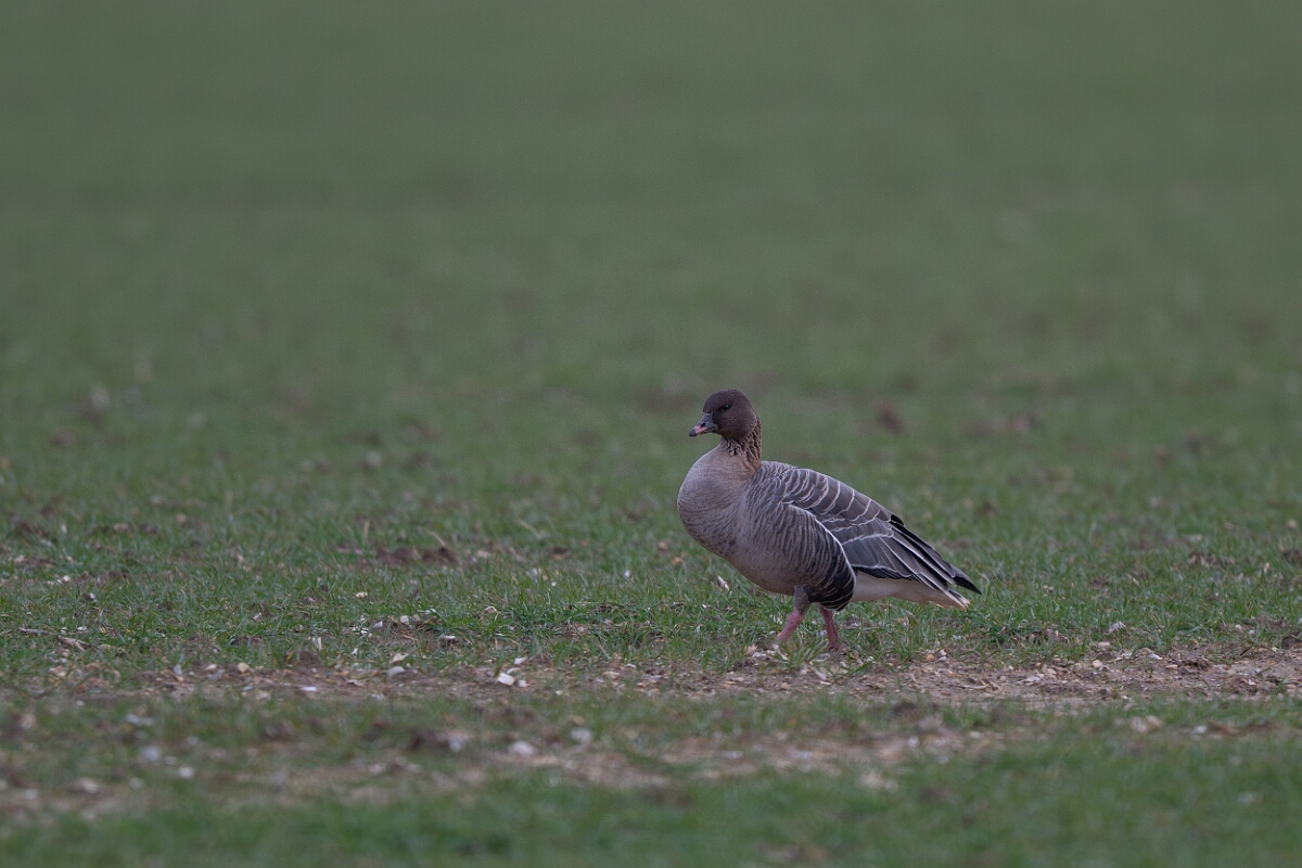 David Plant Photography - Wildlife Photography - Pink-footed goose - AE.jpg - Pink-footed goose - Norfolk