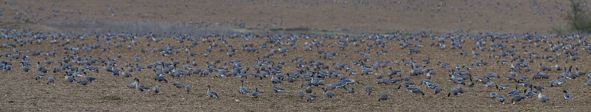 David Plant Photography - Wildlife Photography - Pink-footed goose - AG.jpg - Pink-footed goose flock panorama - Norfolk