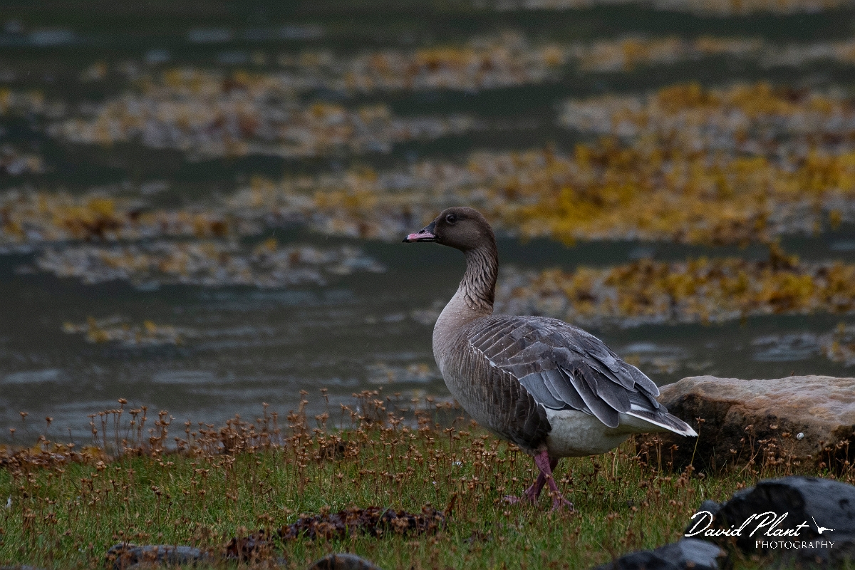 David Plant Photography - Wildlife Photography - Pink-footed goose - O.JPG - Pink-footed goose - Highlands