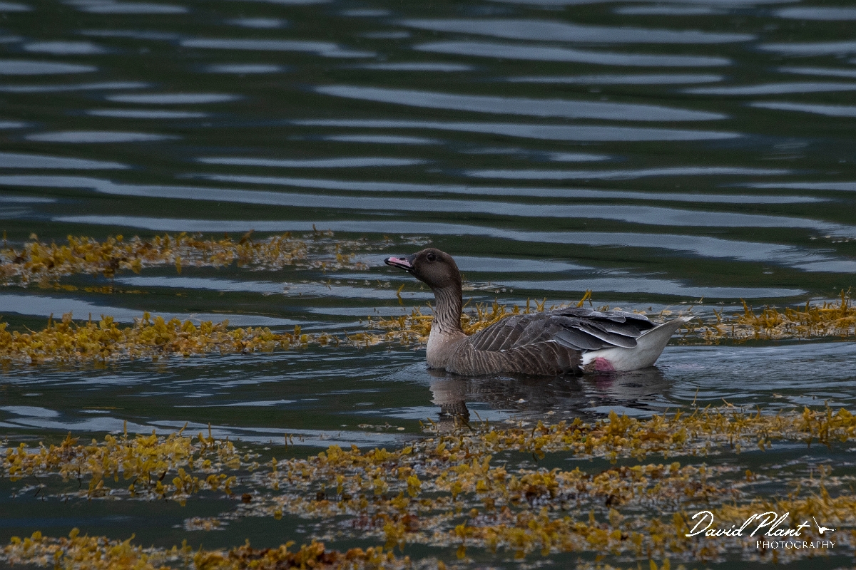 David Plant Photography - Wildlife Photography - Pink-footed goose - P.JPG - Pink-footed goose - Highlands