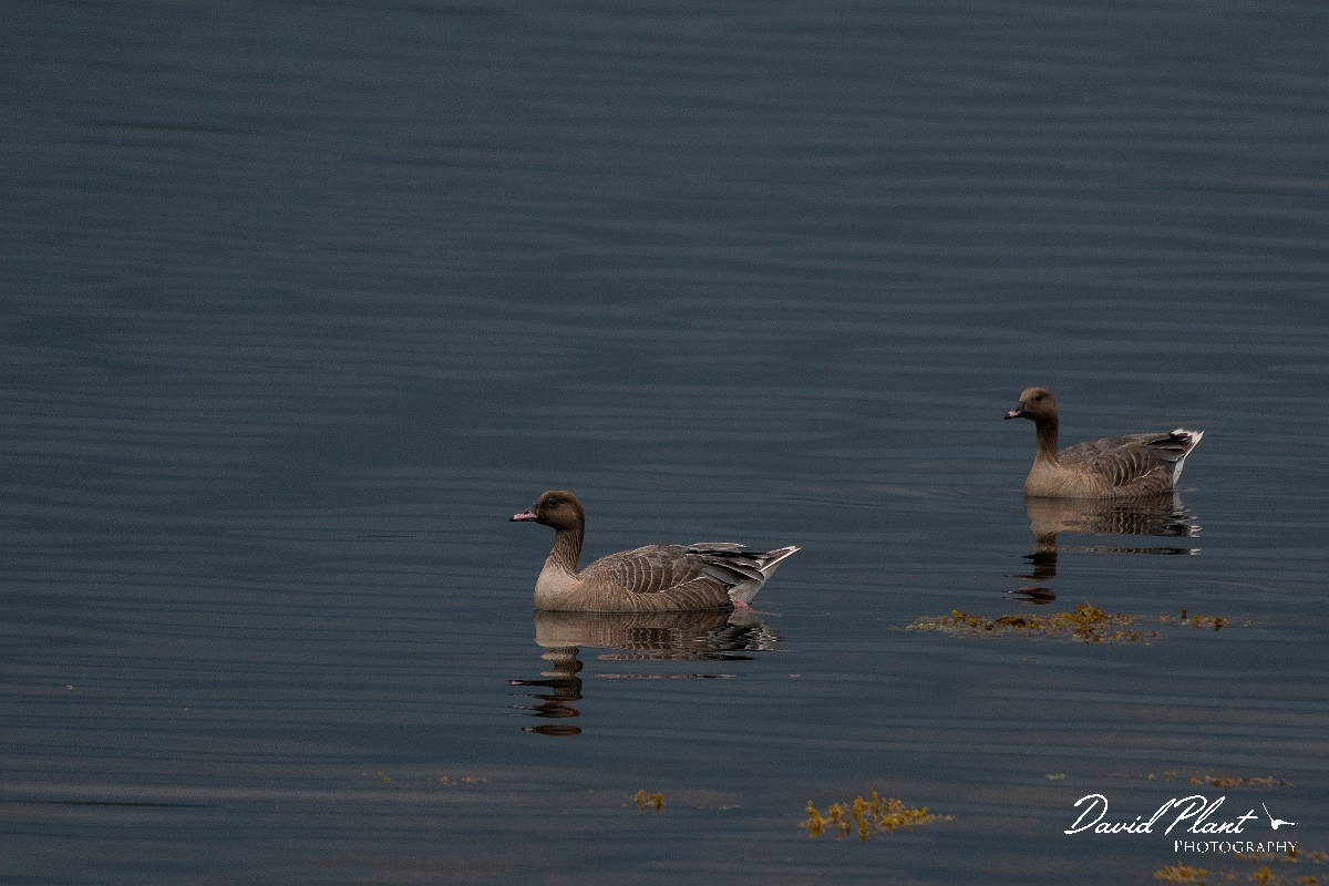 David Plant Photography - Wildlife Photography - Pink-footed goose - Q.JPG - Pink-footed goose - Highlands