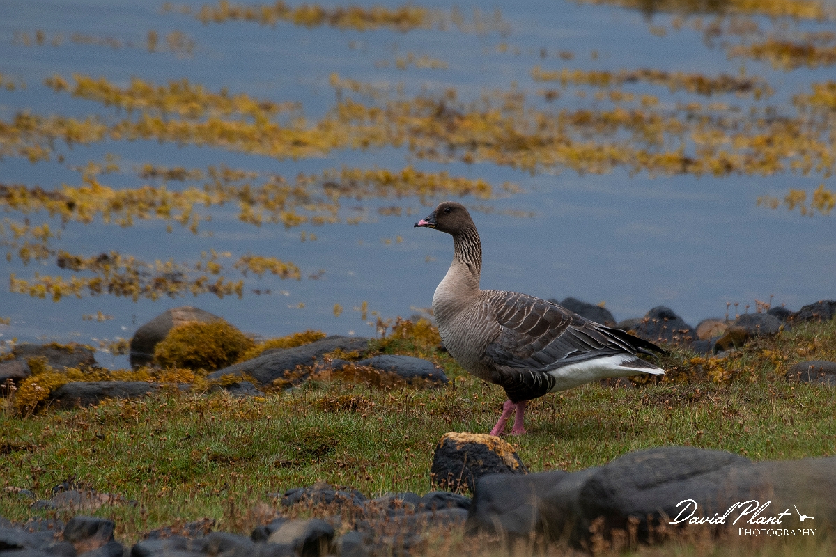David Plant Photography - Wildlife Photography - Pink-footed goose - R.JPG - Pink-footed goose - Highlands