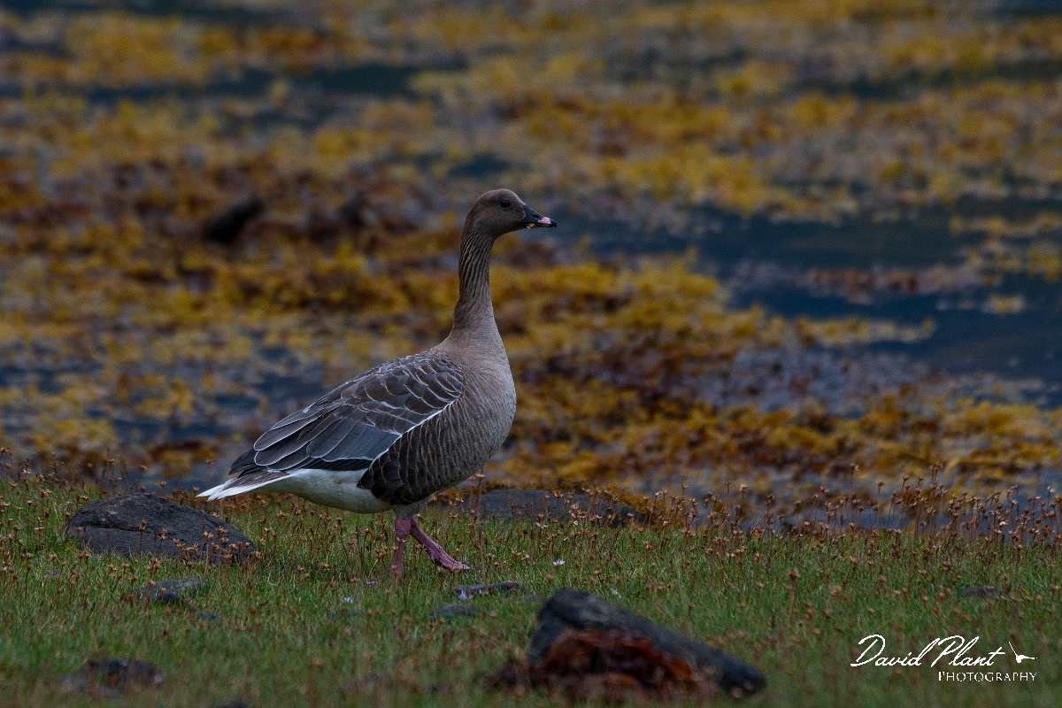 David Plant Photography - Wildlife Photography - Pink-footed goose - S.JPG - Pink-footed goose - Highlands