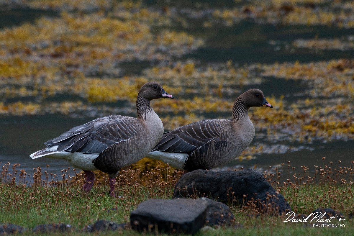 David Plant Photography - Wildlife Photography - Pink-footed goose - T.JPG - Pink-footed goose - Highlands