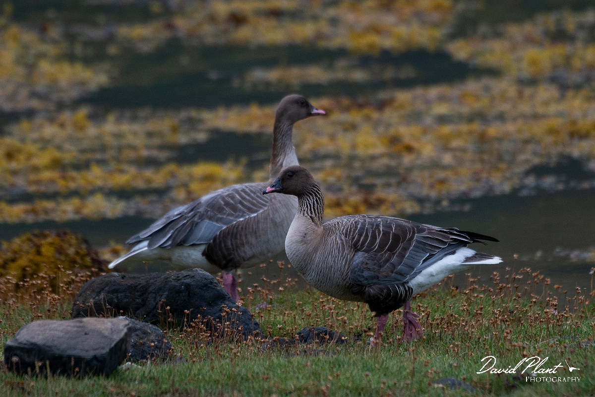 David Plant Photography - Wildlife Photography - Pink-footed goose - W.JPG - Pink-footed goose - Highlands