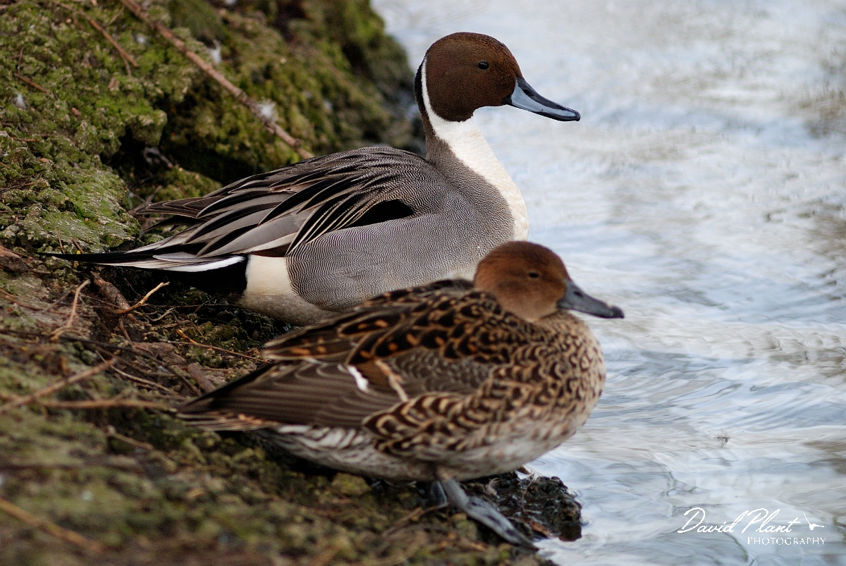 David Plant Photography - Wildlife Photography - Pintail - A.jpg - Pintail pair - Slimbridge
