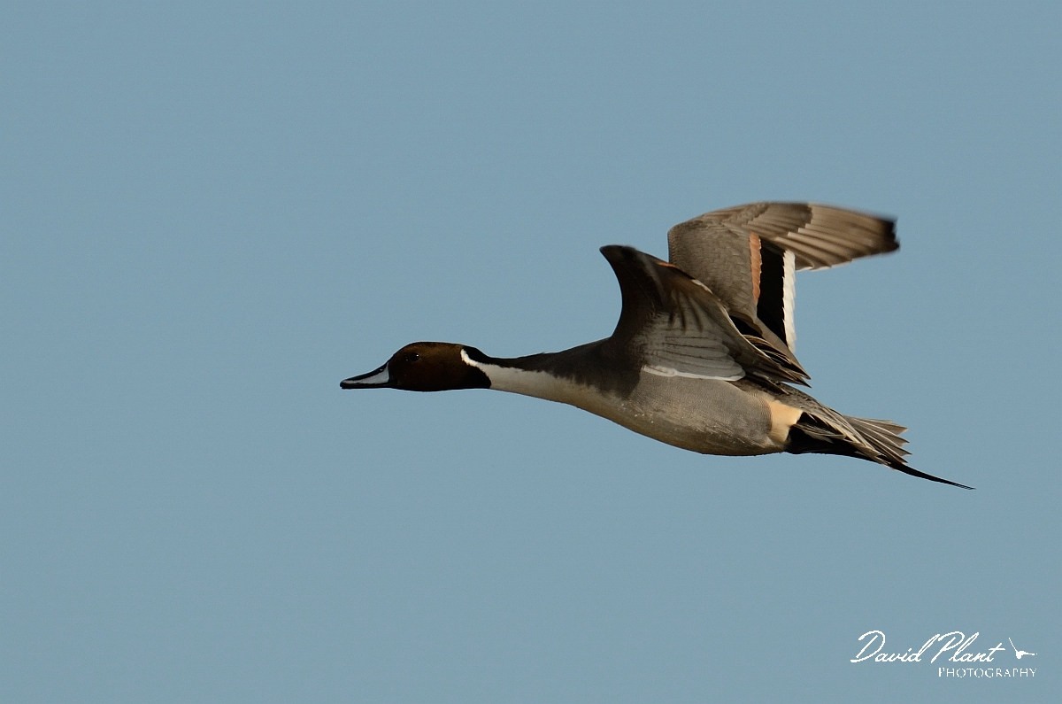 David Plant Photography - Wildlife Photography - Pintail - D.jpg - Pintail, male in flight - Slimbridge