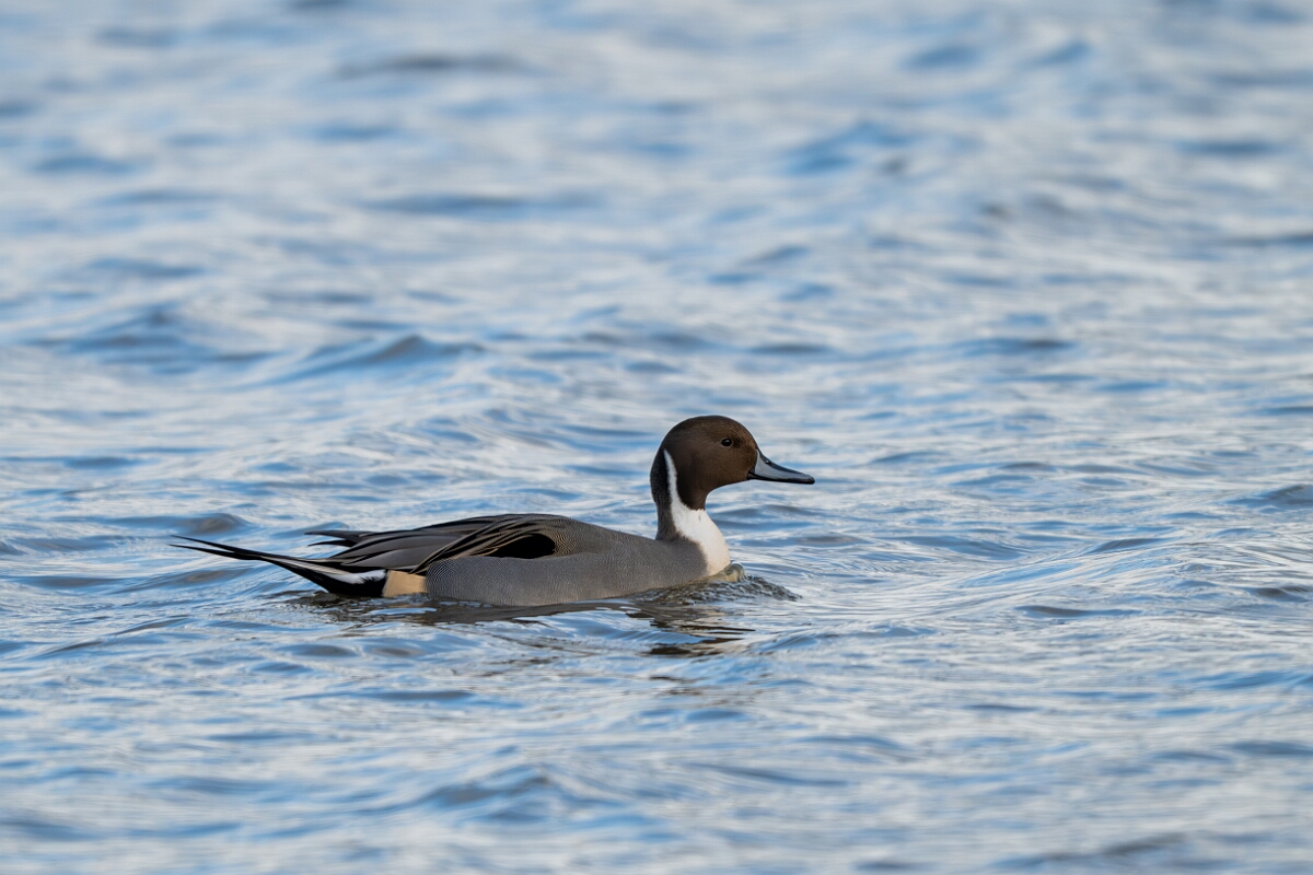 David Plant Photography - Wildlife Photography - Pintail - G.jpg - Pintail, male - Gloucestershire