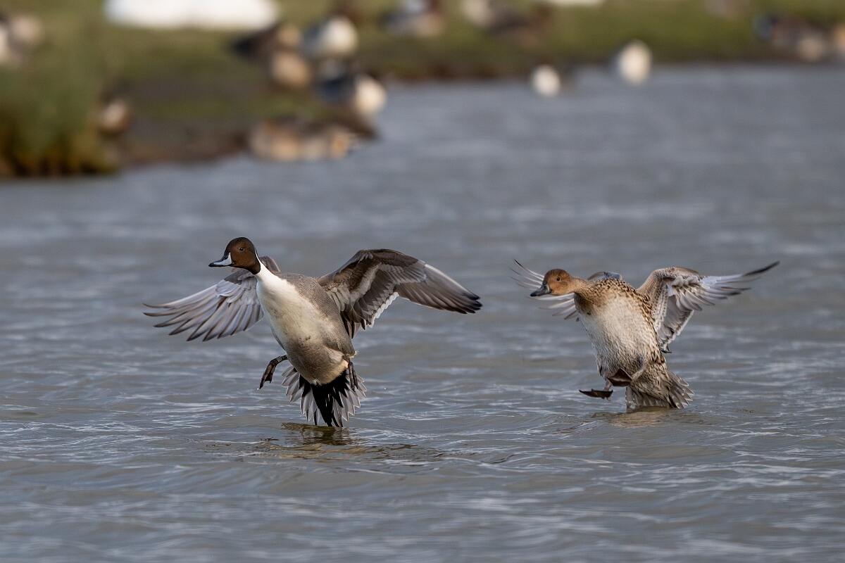 David Plant Photography - Wildlife Photography - Pintail - J.jpg - Pintail, pair - Gloucestershire