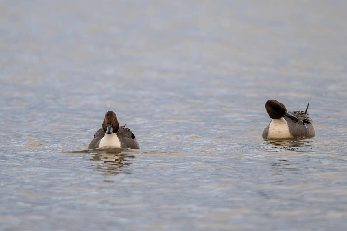 David Plant Photography - Wildlife Photography - Pintail - L.jpg - Pintail, males - Gloucestershire