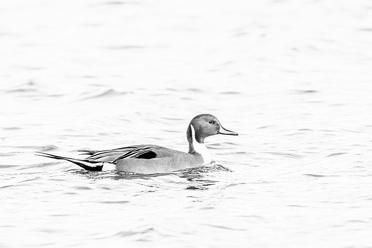 David Plant Photography - Wildlife Photography - Pintail - M.jpg - Pintail, male B&W - Gloucestershire