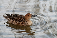 David Plant Photography - Wildlife Photography - Pintail - B