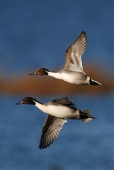 David Plant Photography - Wildlife Photography - Pintail - C