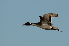 David Plant Photography - Wildlife Photography - Pintail - D