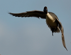 David Plant Photography - Wildlife Photography - Pintail - E