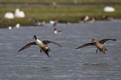 David Plant Photography - Wildlife Photography - Pintail - H