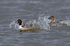 David Plant Photography - Wildlife Photography - Pintail - I