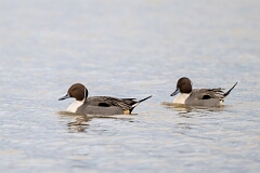 David Plant Photography - Wildlife Photography - Pintail - K