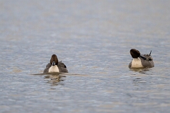 David Plant Photography - Wildlife Photography - Pintail - L