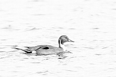 David Plant Photography - Wildlife Photography - Pintail - M