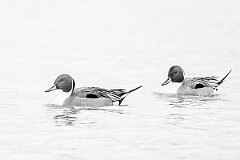 David Plant Photography - Wildlife Photography - Pintail - N
