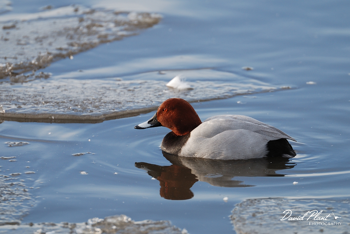 David Plant Photography - Wildlife Photographer - Pochard and ice - N.jpg - Pochard, male in ice - Welney