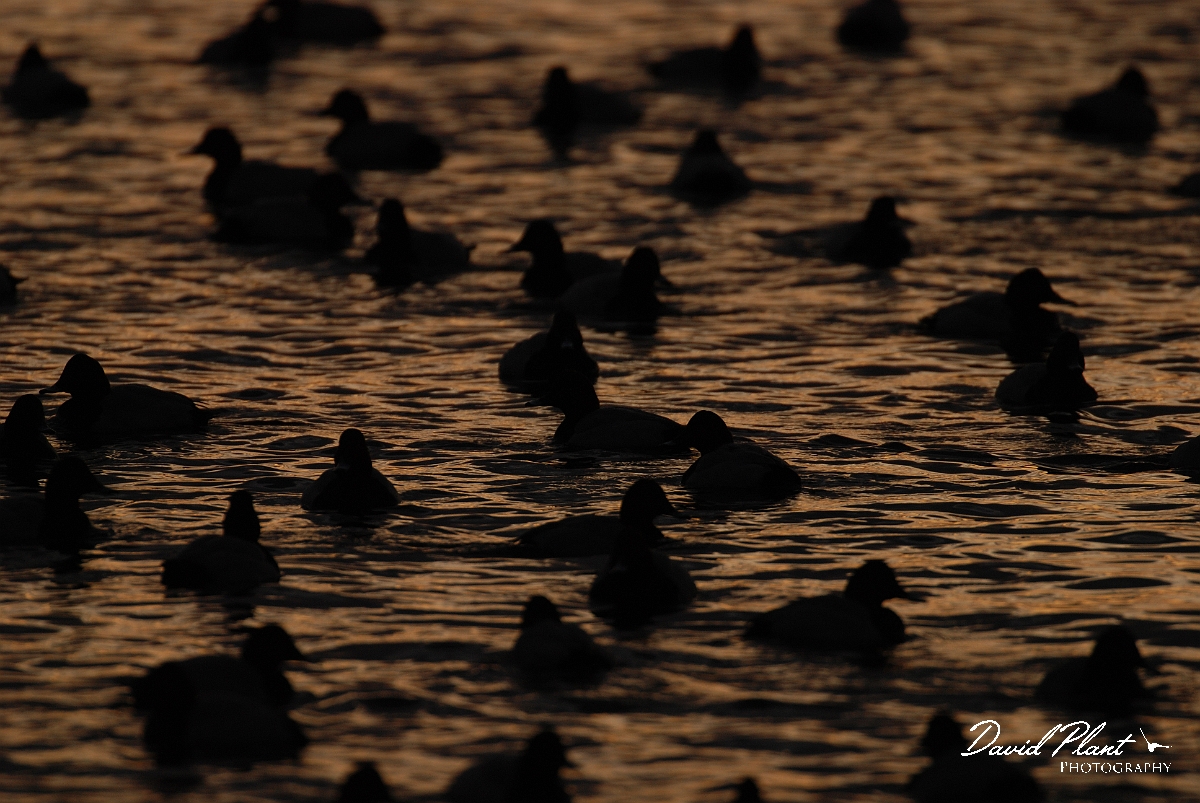 David Plant Photography - Wildlife Photographer - Pochard flock at dusk - M.JPG - Pochard flock at sunset - Welney