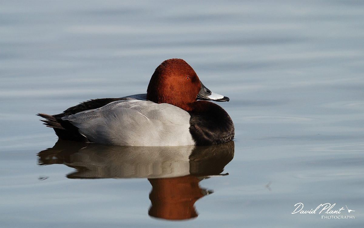 David Plant Photography - Wildlife Photographer - Pochard male - A.jpg - Pochard, male - Slimbridge