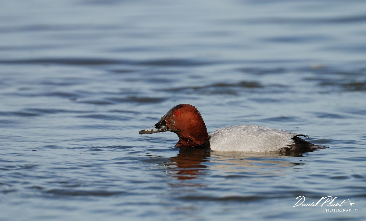 David Plant Photography - Wildlife Photographer - Pochard male - C.jpg - Pochard, male - Slimbridge
