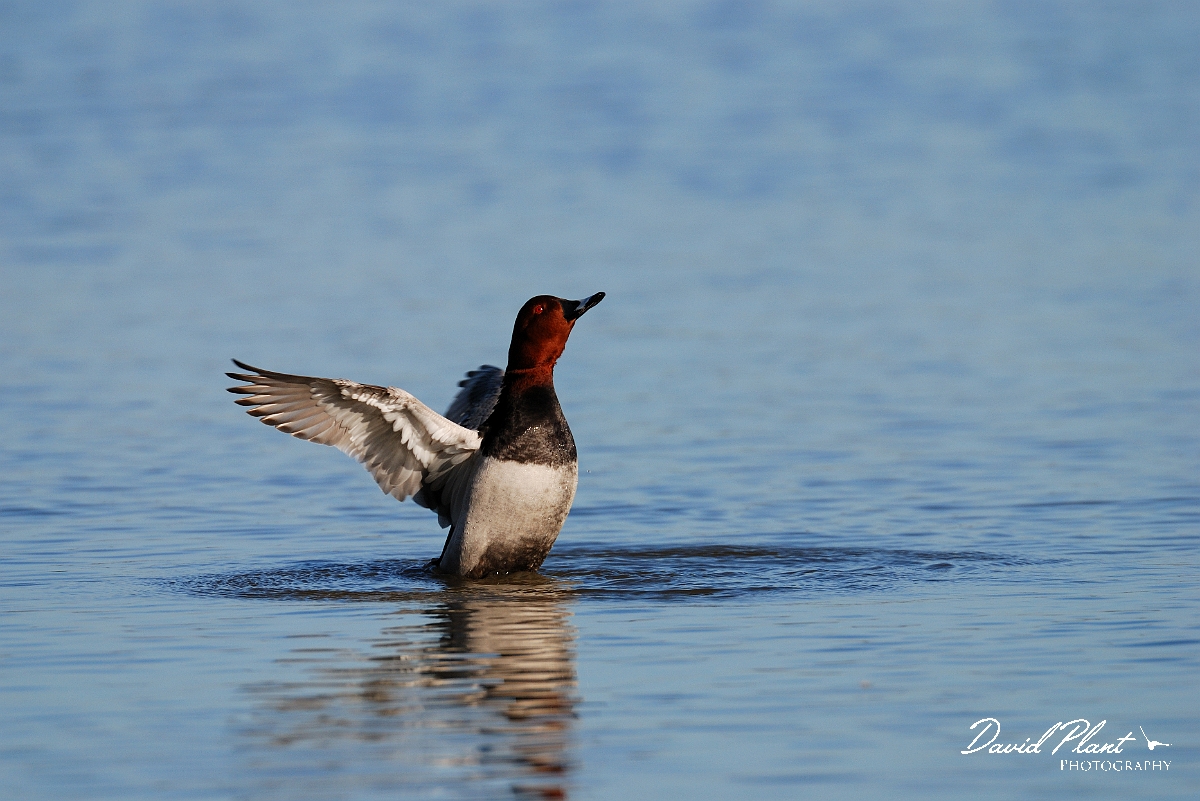 David Plant Photography - Wildlife Photographer - Pochard male - G.jpg - Pochard, male wing stretching - Slimbridge