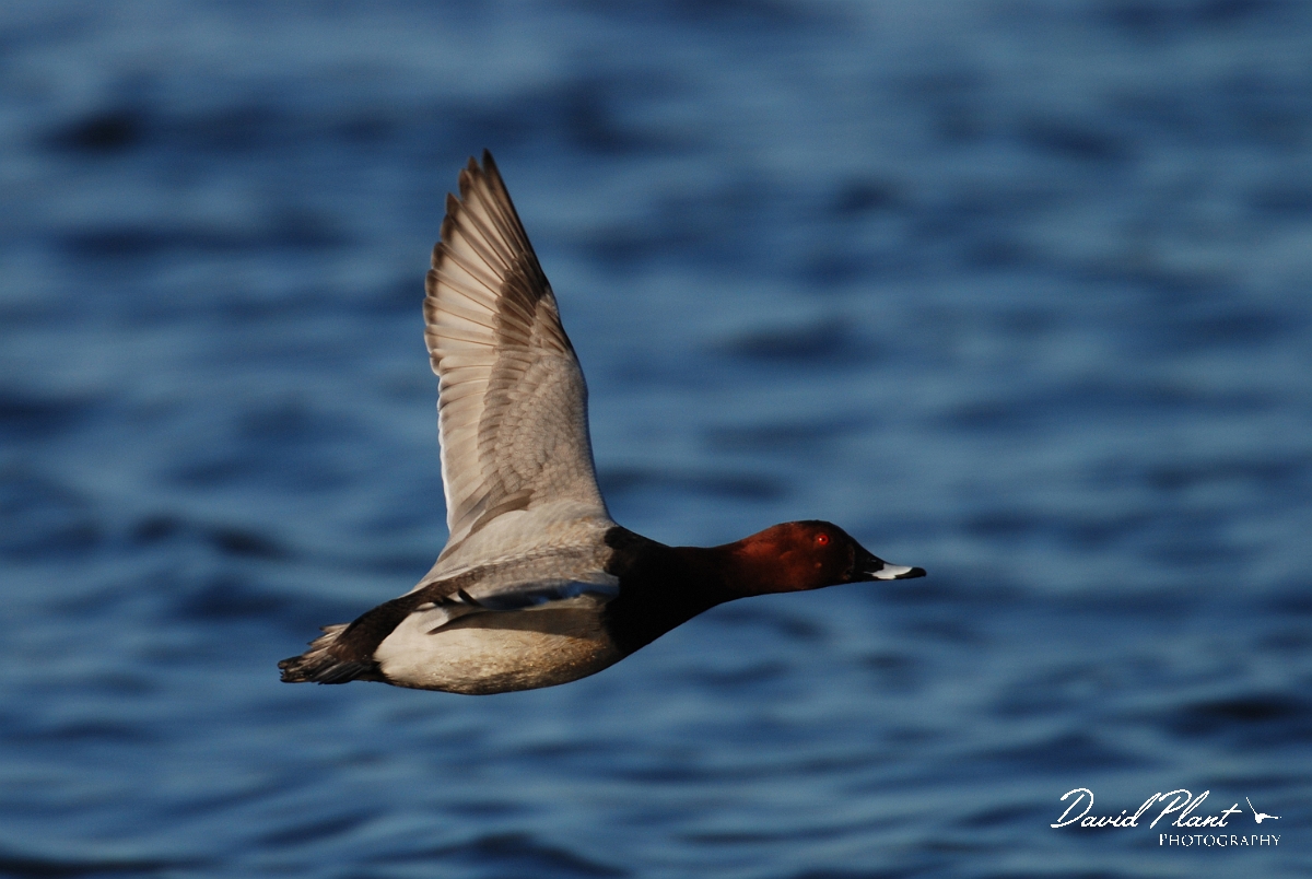 David Plant Photography - Wildlife Photographer - Pochard male in flight - I.jpg - Pochard male in flight - Welney