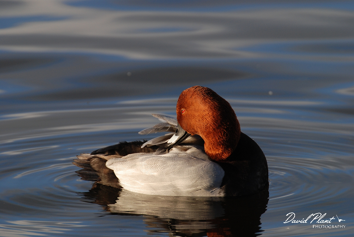 David Plant Photography - Wildlife Photographer - Pochard male preening - K.JPG - Pochard male preening - Welney